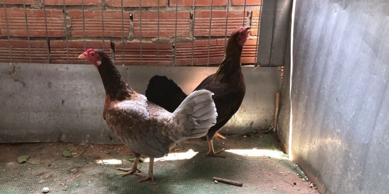 Giải đáp về gà mái cựa tốt hay xấu?