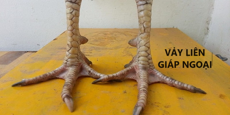 Gà chọi vảy liên giáp ngoại rất hăng trên các sới gà